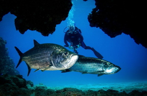 Framed Tarpon, hold your breath in here by Steven Miller 